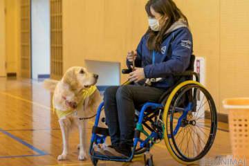 ニュース 介助犬が小学生に貴重な「学びの機会」を提供