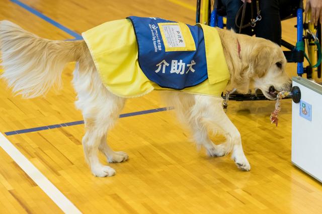 ニュース 介助犬が小学生に貴重な「学びの機会」を提供 