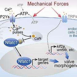  How is the heart valve formed at the atrioventricular valve opening?Ca2 + signal due to shear stress plays an important role