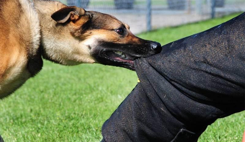 Unusual things that dogs can recognize with the sense of smell - Al -Manar channel - Lebanon