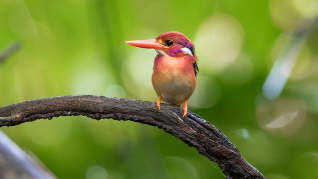 めったなことでは写真に収められないレアな生き物たち