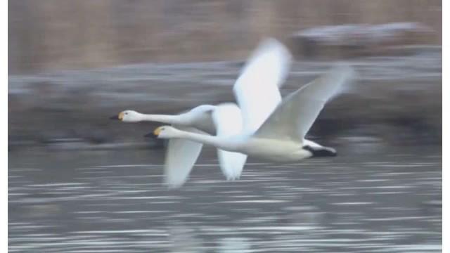 "Take your child and come home" Tundra swan 'North return' begins From Azumino to hometown Siberia