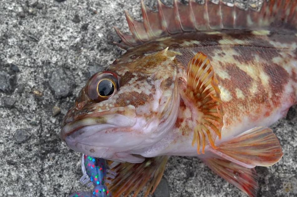 冬の釣りでターゲットにする魚ってどれなの？おすすめの釣り方をチェック