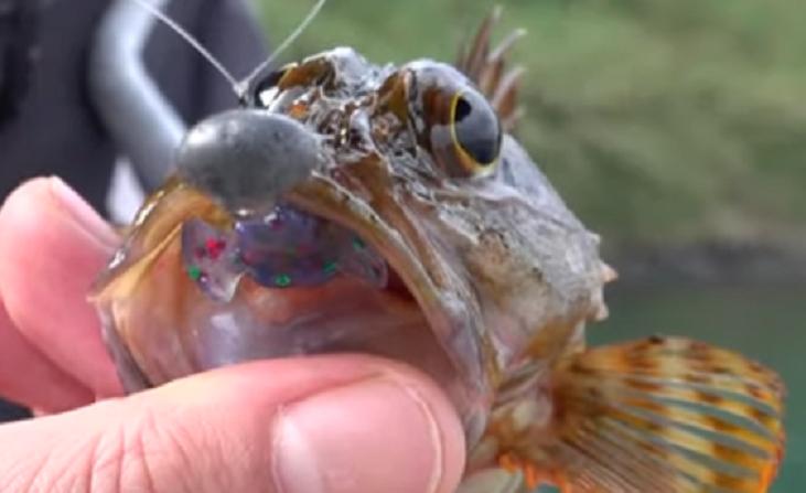 冬の釣りでターゲットにする魚ってどれなの？おすすめの釣り方をチェック 