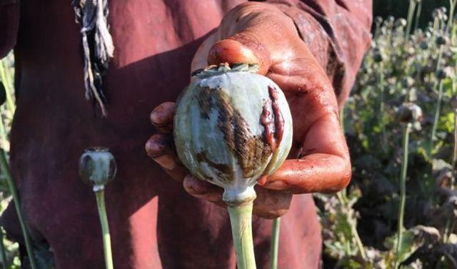 How did solar energy flourish opium production?