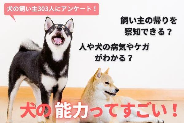 犬の秘めた能力に驚愕！飼い主の帰りを察知する犬は85.1％！病気を感知する犬も？【飼い主303人アンケート】｜INUNAVI（いぬなび）