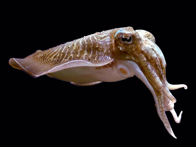 Why Cuttlefish Are Smarter Than We Thought 