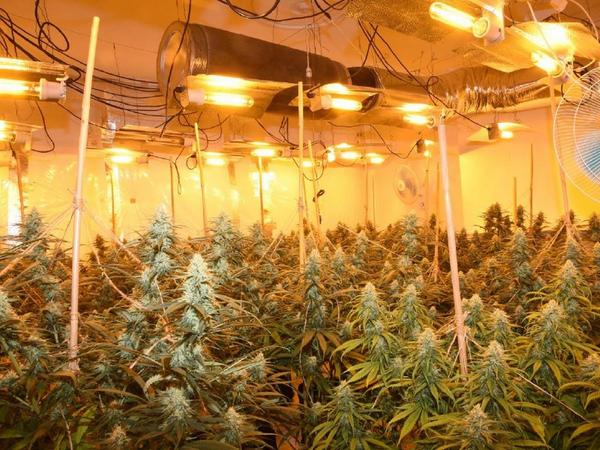 Dealer grew £15,000 of cannabis in his bedroom 
