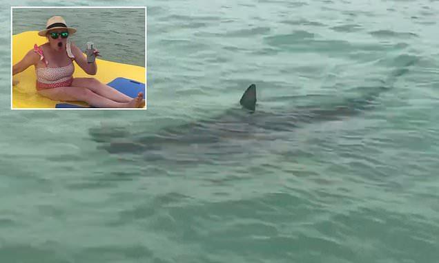 Moment seven hammerhead sharks circle near women on rubber lilo in Florida 