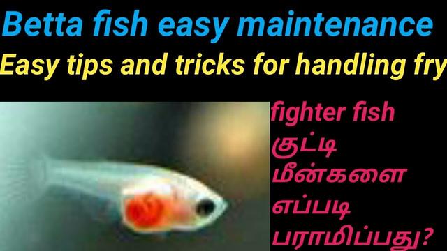 How to: வளர்ப்பு மீன்களைப் பராமரிப்பது எப்படி? | How to maintain fish aquarium How to: வளர்ப்பு மீன்களைப் பராமரிப்பது எப்படி? | How to maintain fish aquarium 