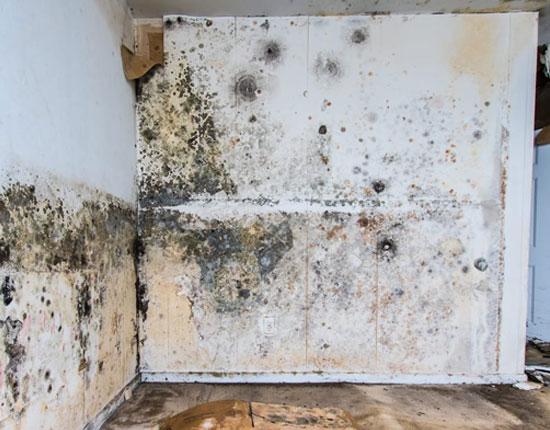How to Get Rid of Black Mold in Your Home 
