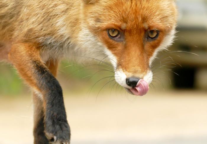 Recent Fox Attacks in Maine May Be Due to New Rabies Strain 
