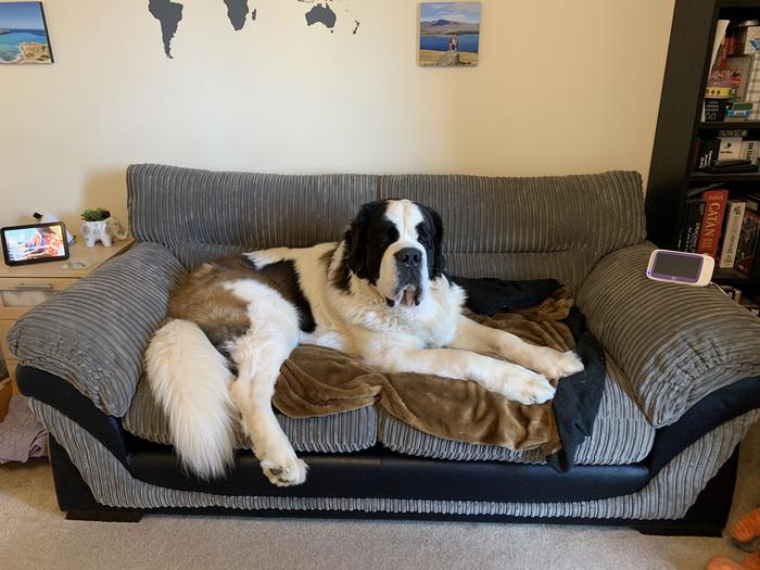 Huge St Bernard weighing 12st and standing 5ft 9in on hind legs thinks it's a lap dog 