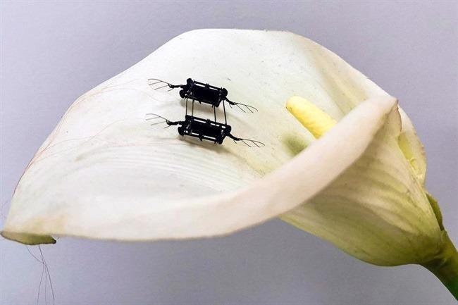 Artificial Muscles Enhance the Performance of Flying Microrobots