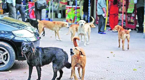 NGO neutering dogs resumes work as municipal corporation vows better infra