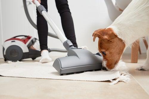 These are the best vacuum cleaners in Australia rated by Canstar 