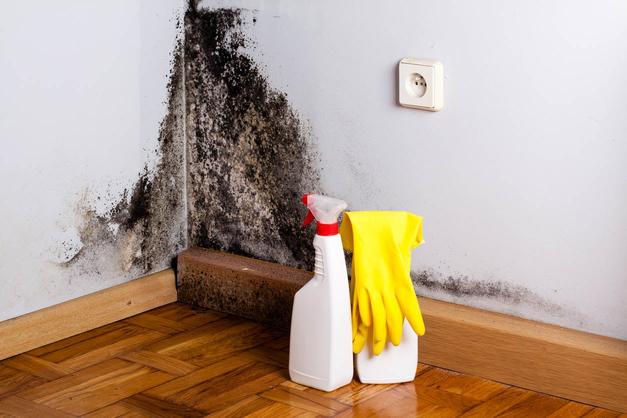 Solved! What Kills Mold?