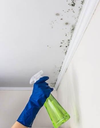 Solved! What Kills Mold? 