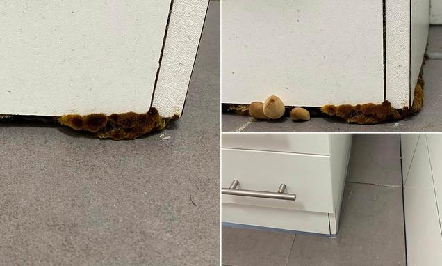 Aussie renter shares ‘bloody furry’ find in bathroom, leaving Facebook ‘terrified’ 