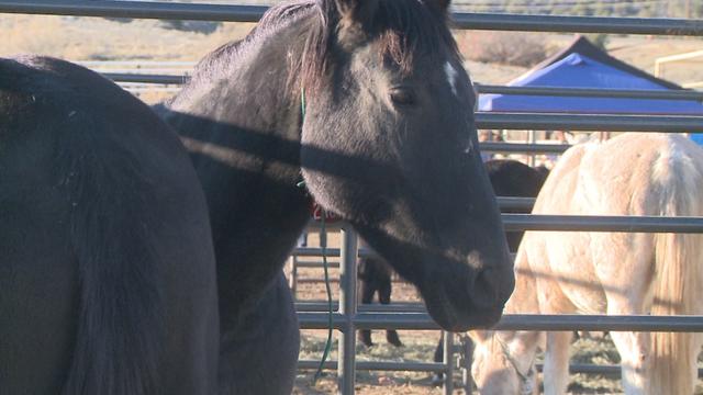 Concerned Delta Co. resident, BLM on Sand Wash Basin wild horse gather 