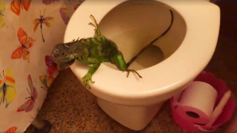How do so many iguanas get in Florida toilet bowls?