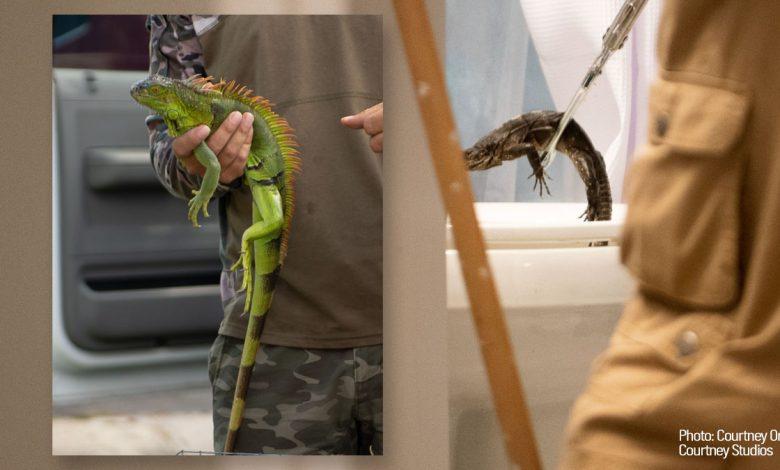 How do so many iguanas get in Florida toilet bowls? 