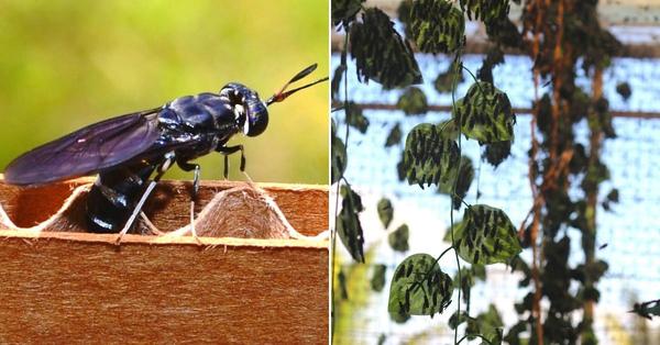 IIT-Roorkee Alumni Use Insects to Upcycle a Ton of Food Waste/Week Into Animal Feed