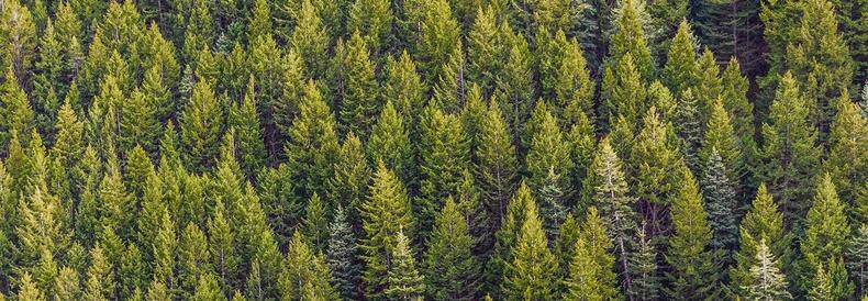 How many trees does it take to meet toilet paper demands? 