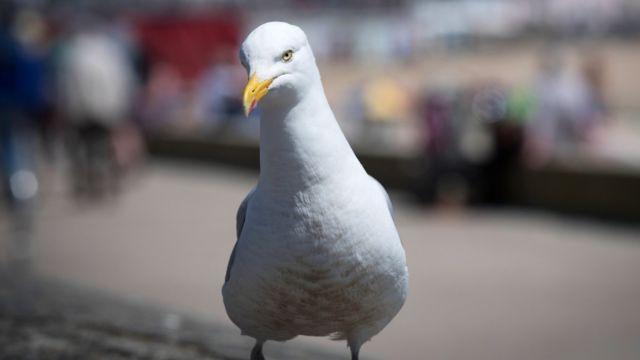 Brighton’s brilliant beancounter: 20 years on, how a lifelong fan saved the Seagulls from extinction