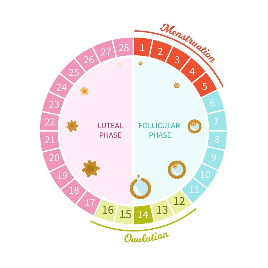How long does the menstrual cycle last? Each phase broken down