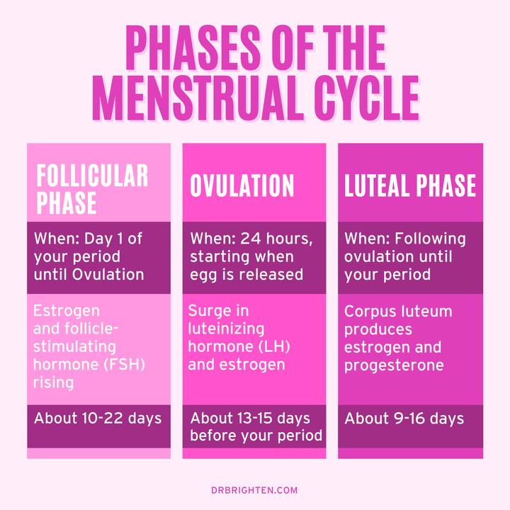How long does the menstrual cycle last? Each phase broken down 