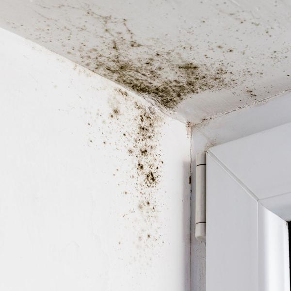 Experts share how to get rid of window condensation and avoid dangerous black mould