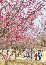  新潟の天気＜お空にタッチ＞ 蒲原神社の“ウメ”が見頃に！　気温の高い日続き開花 