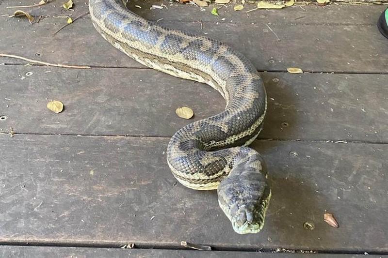 Man investigating flushing toilet discovers ginormous snake hiding inside