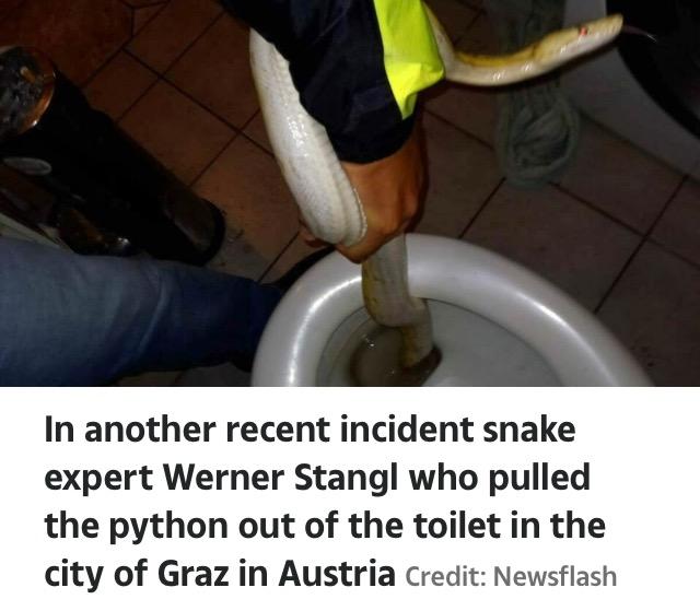 Man investigating flushing toilet discovers ginormous snake hiding inside 