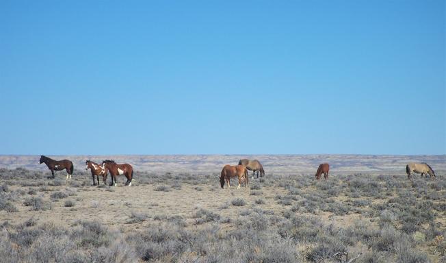 BLM plans to reduce number of wild horses in Sand Wash Basin Herd Management Area through gathering, fertility control 