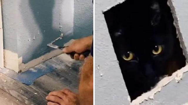 Woman’s horror as missing cat is found inside wall after renovation blunder 