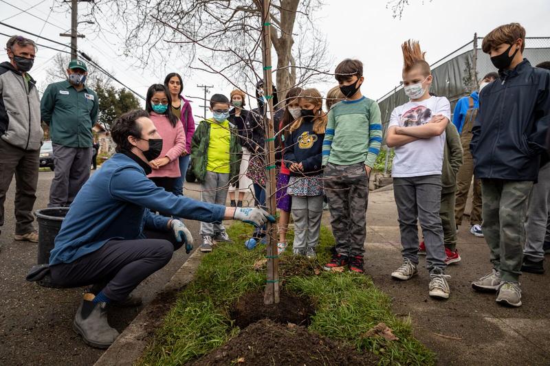 Berkeleyside Berkeley residents can request free saplings to combat tree inequity