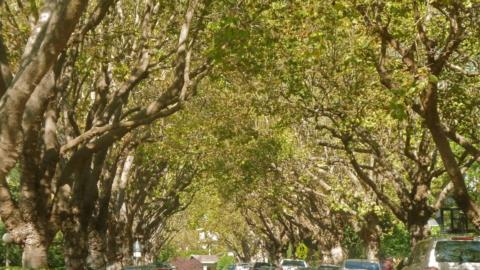 Berkeleyside Berkeley residents can request free saplings to combat tree inequity 