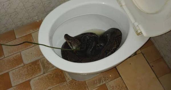 Huge 8ft-long python pulled out of toilet after striking man’s bum
