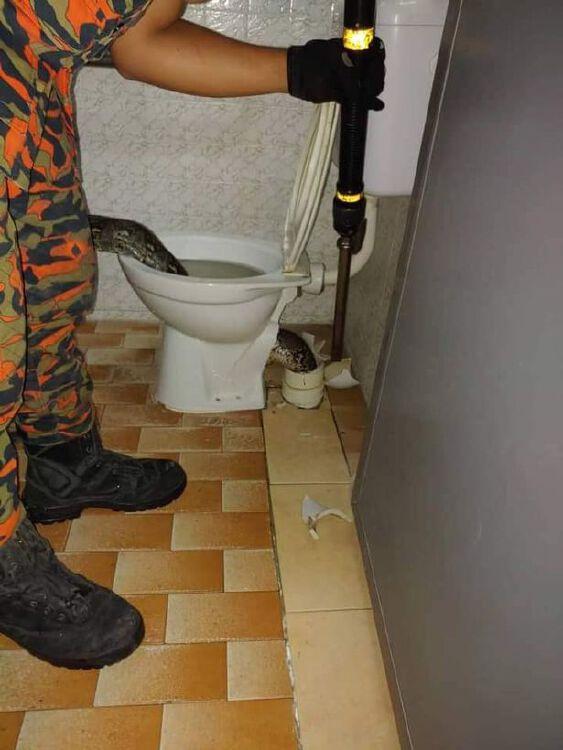 Huge 8ft-long python pulled out of toilet after striking man’s bum 