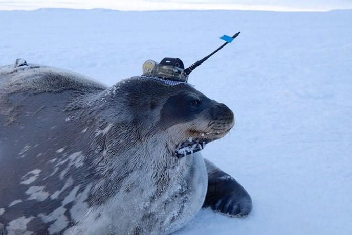 Antarctic seals make good use of warm autumn seawater to secure food. Polar Research Institute and Hokkaido University investigate
