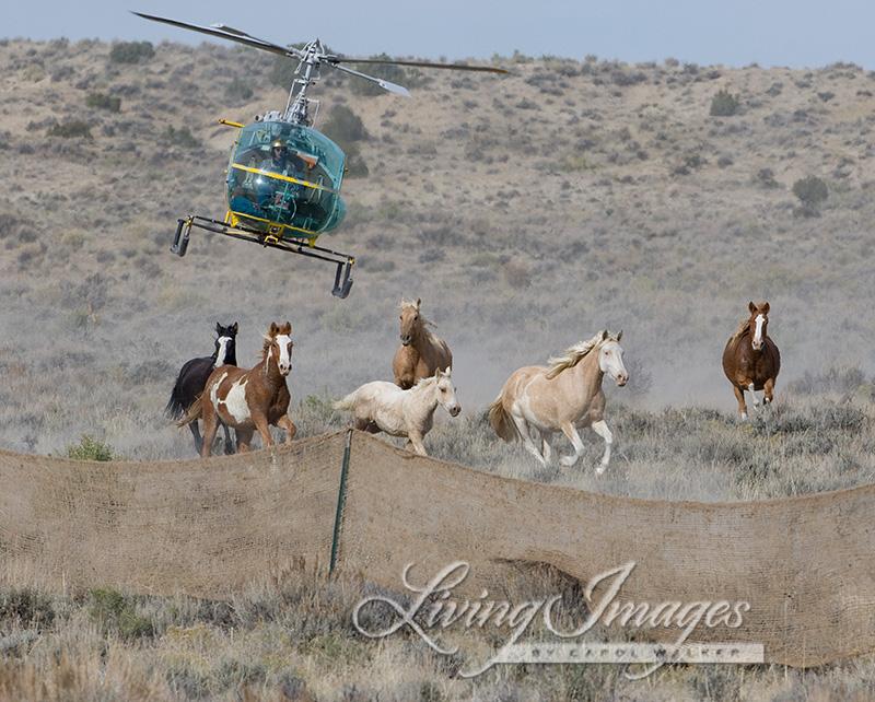 State input stops Sand Wash Basin wild horse roundup early; 632 total horses removed Support Local Journalism 