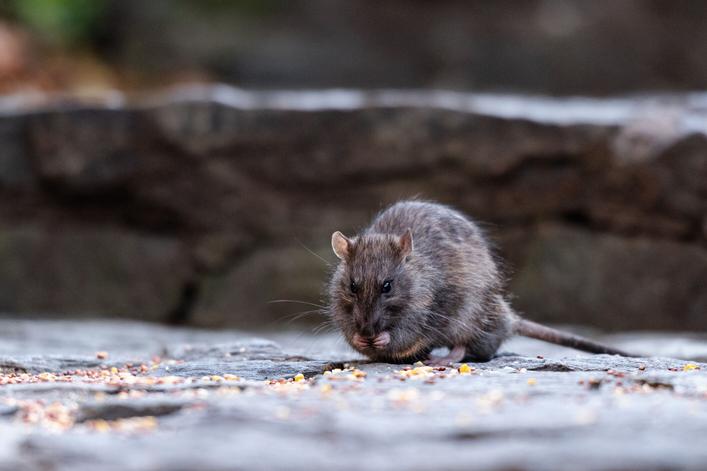 This is what happens to all the rats when cities flood