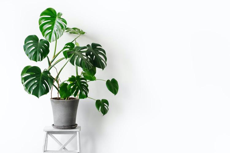 22 recommended houseplants recommended for beginners chosen by professionals!Introducing tips on how to raise