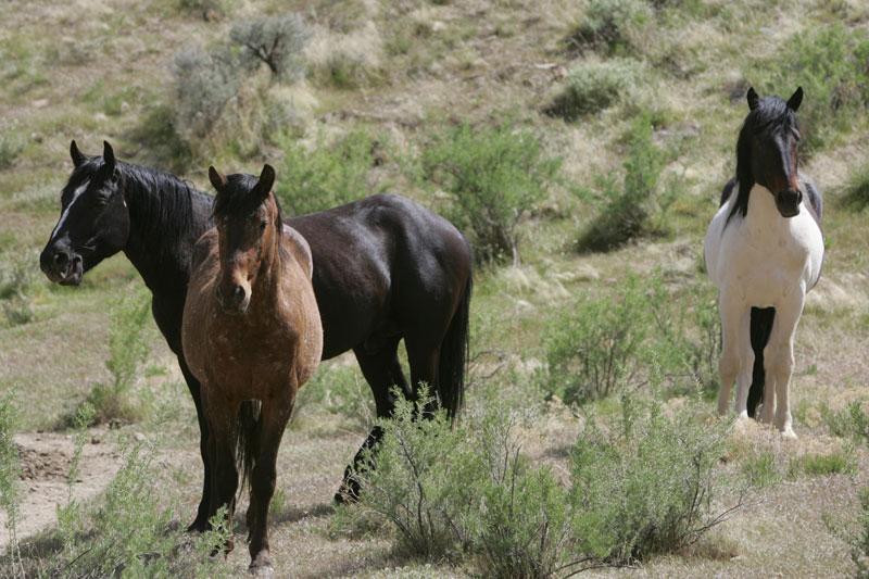 BLM plans to take in hundreds of wild horses in northwest Colorado 