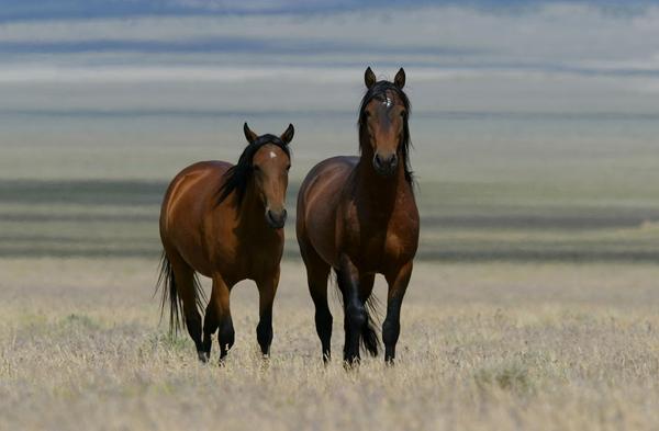 BLM hosting adoption event for horses rounded up from Sand Wash Basin 
