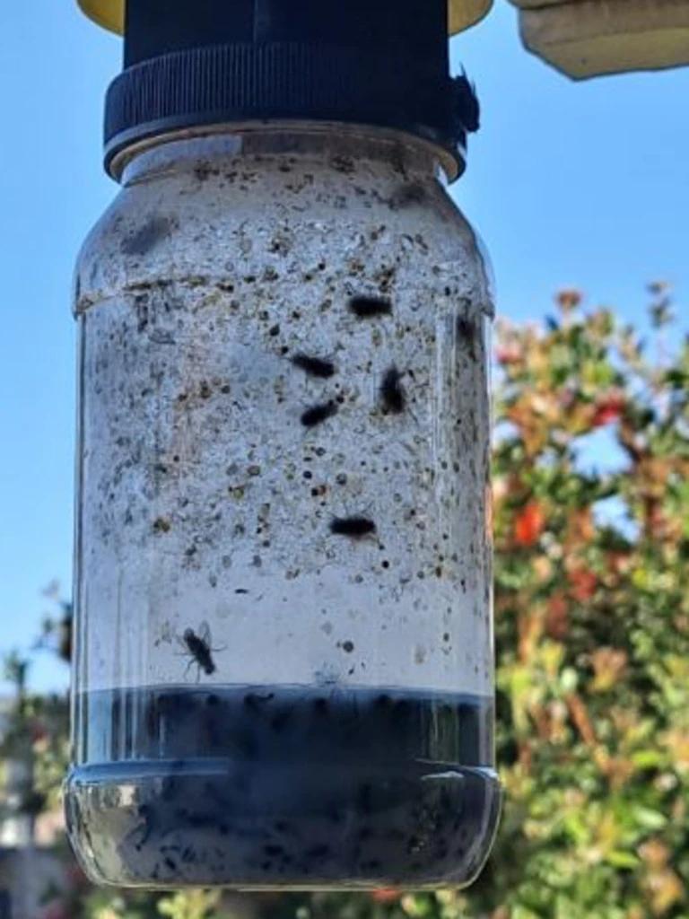 The 'miracle' Bunnings buy that will kill every fly in your home 