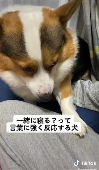  寂しそうな愛犬に「一緒に寝る？」と聞くと……　おめめをキラキラさせた反応に「泣きそうな位かわいい」と反響