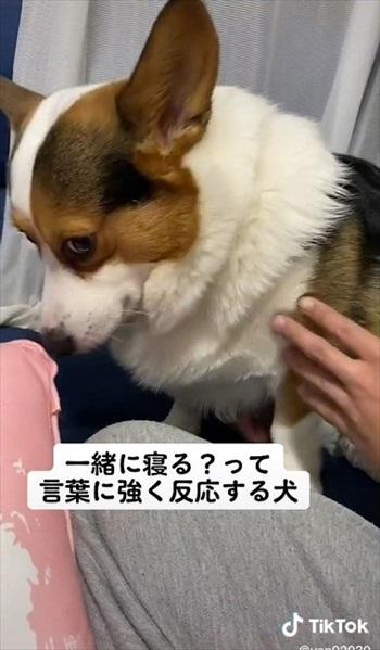  寂しそうな愛犬に「一緒に寝る？」と聞くと……　おめめをキラキラさせた反応に「泣きそうな位かわいい」と反響 